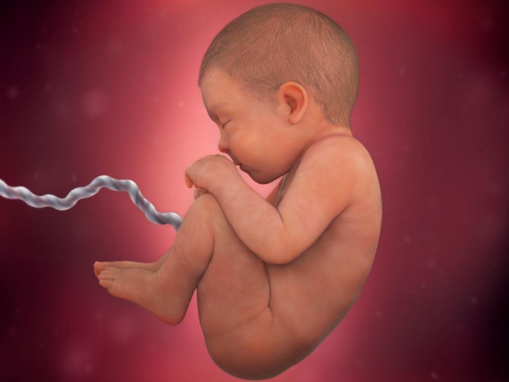 ماذا يسمي غشاء الجنين عند الولادة وما هي وظيفته وأهميته للجنين؟