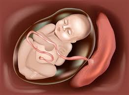 Sohati - غشاء الجنين الذي يخرج مع الجنين عند الولادة